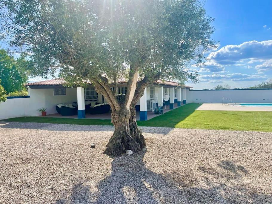 Casa Das Oliveiras Avis Esterno foto